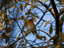 Robin - Rudzik